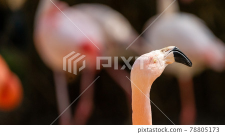 View of the neck and head of a flamingo, scientific name Phoenicopteridae, isolated from blurred background with bokeh 78805173