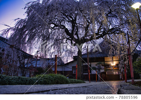 京都本萬寺櫻花2021 京都本萬寺櫻花2021 78805596