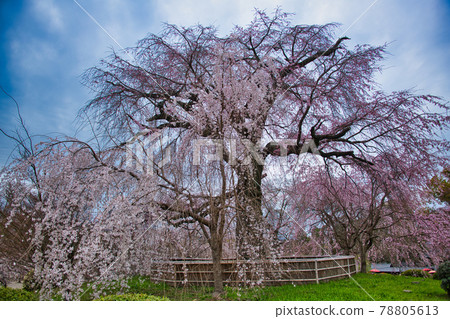 Gion weeping cherry tree 2021 spring in Maruyama Park Gion weeping cherry tree 2021 spring in Maruyama Park 78805613