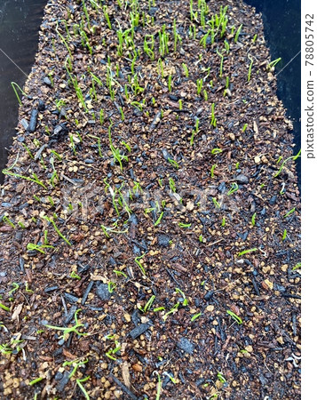 Welsh onion seeds sown in the soil sprouted Welsh onion seeds sown in the soil sprouted 78805742