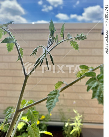 一簇櫻桃番茄花出來了 一簇櫻桃番茄花出來了 78805743
