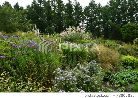  English garden 78805853