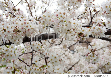 Sakura on rainy day 78805883