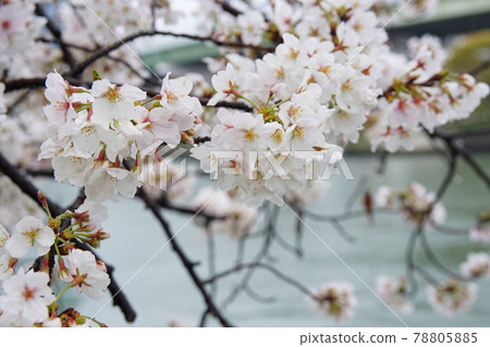 Sakura on rainy day 78805885