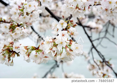 櫻花在雨天 78805887