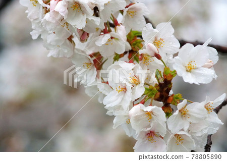 Sakura on rainy day 78805890