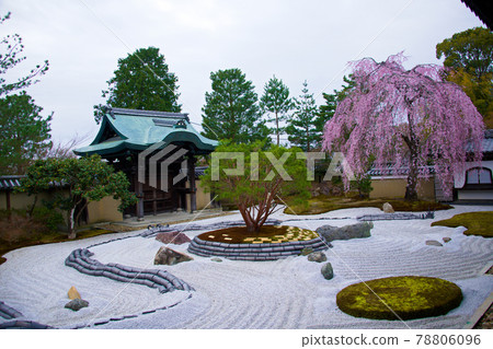 高台寺之春 2021年之春 78806096