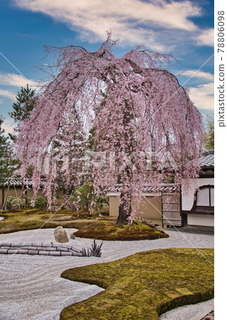 Spring of Kodaiji Temple Spring of 2021 78806098