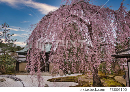 高台寺之春 2021年之春 78806100