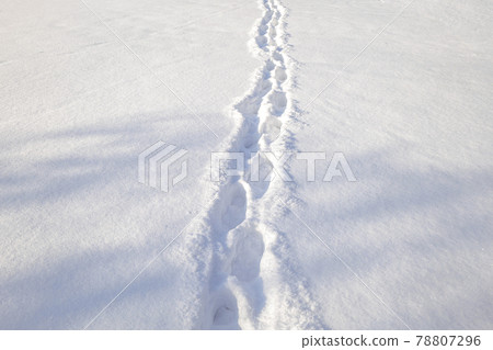 footprints in the snow. dearly through a winter field 78807296