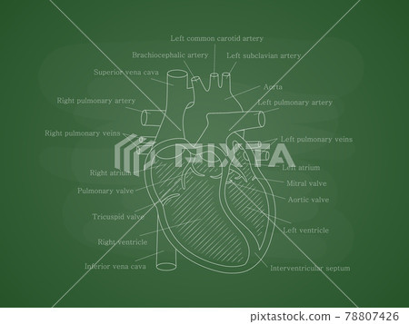 Human cardiac system with descriptions. Educational diagram with human heart cross-section. 78807426