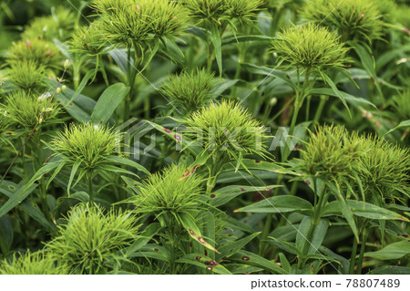 Close up of Onamental Grass Stipa Gigantea Close up of Onamental Grass Stipa Gigantea 78807489