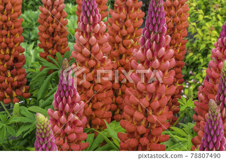 Blooming Macro Lupine 'Towering Inferno' Flowers Blooming Macro Lupine 'Towering Inferno' Flowers 78807490