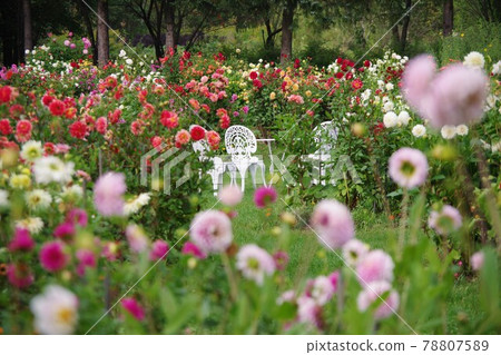 Dahlia 78807589