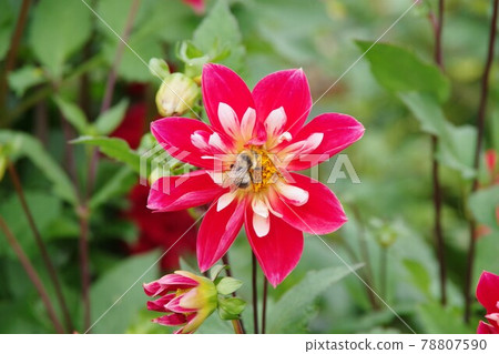Dahlia and bees Dahlia and bees 78807590