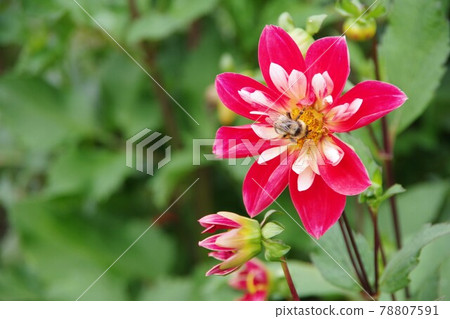 Dahlia and bee Dahlia and bee 78807591