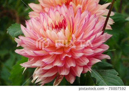 Dahlia Dahlia 78807592