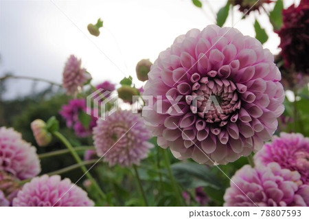 Dahlia Dahlia 78807593