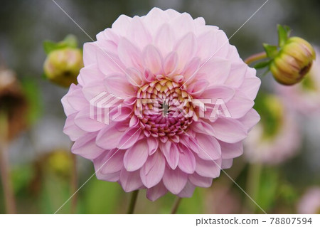 Dahlia Dahlia 78807594