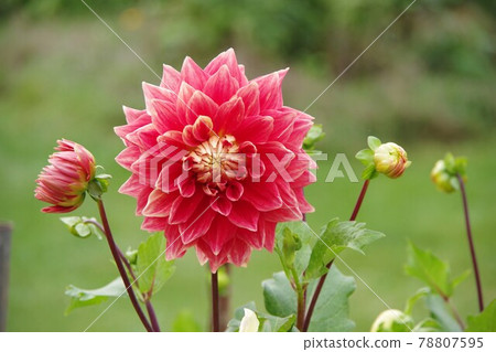 Dahlia Dahlia 78807595