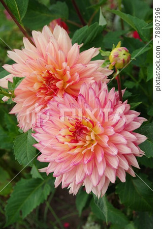 Dahlia Dahlia 78807596