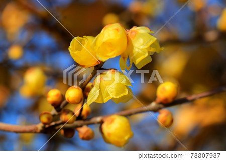 在盛開的黃色日本五香粉花 在盛開的黃色日本五香粉花 78807987