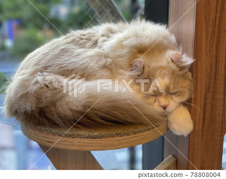 A cat sleeping in a cat cafe 78808004