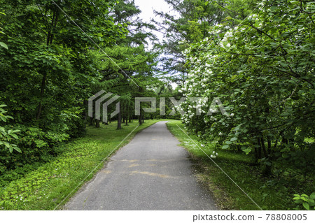 Walking on a Path Through a Garden of Green 78808005