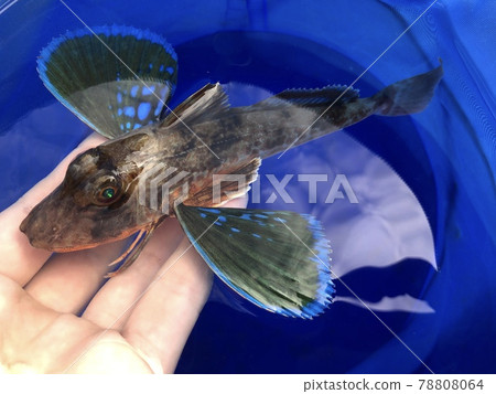 Gurnard Chelidonichthys spinosus 78808064