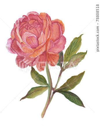 Peony flower isolated on a white background - Stock Illustration ...