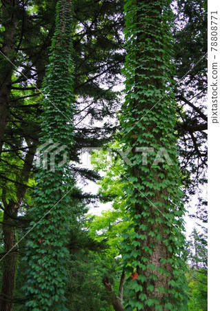 Tangled with trees 78808771