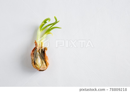 Half a spoiled, old onion on a white background. Sprouted and rotten onion. New young green sprouts. Close up, flat lay, copy space composition. 78809218