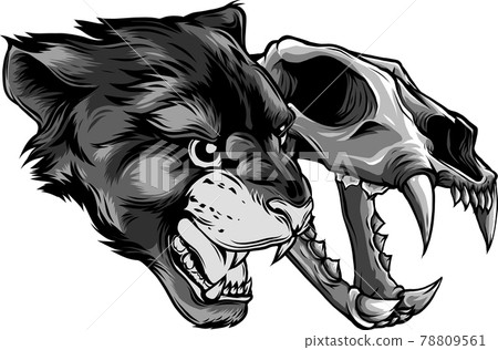 Cougar Panther Head with skull Vector illustration Cougar Panther Head with skull Vector illustration 78809561