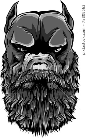 vector illustration of head pitbull with beard vector illustration of head pitbull with beard 78809562