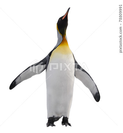 King penguin isolated on the white background King penguin isolated on the white background 78809991