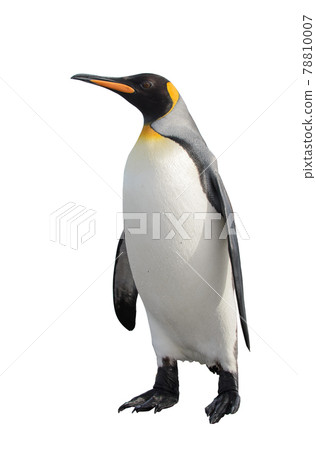 King penguin isolated on the white background 78810007