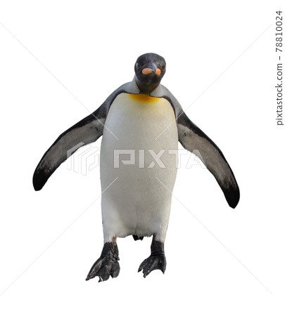 King penguin isolated on the white background 78810024