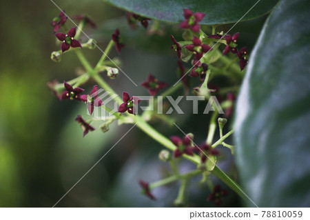 Aoki's small flowers bloom Aoki's small flowers bloom 78810059