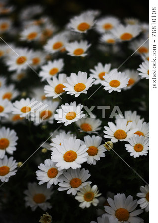 Chrysanthemum flowers that bloom until early summer Chrysanthemum flowers that bloom until early summer 78810108