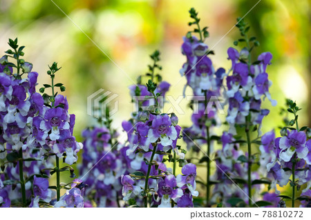 Blooming blue perennial Angelonia (Latin - Angelonia) Blooming blue perennial Angelonia (Latin - Angelonia) 78810272