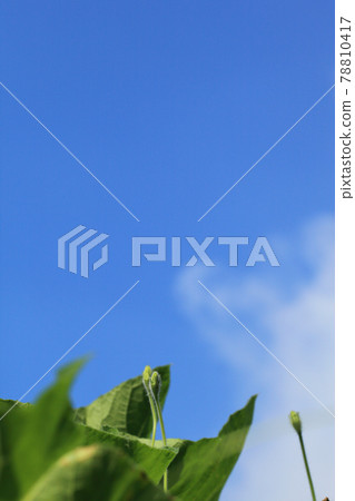Gourd flower buds and blue sky Gourd flower buds and blue sky 78810417
