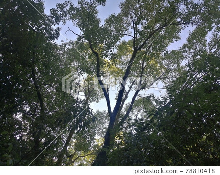 Morning tree Morning tree 78810418