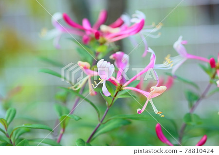 Safflower honeysuckle flower Safflower honeysuckle flower 78810424