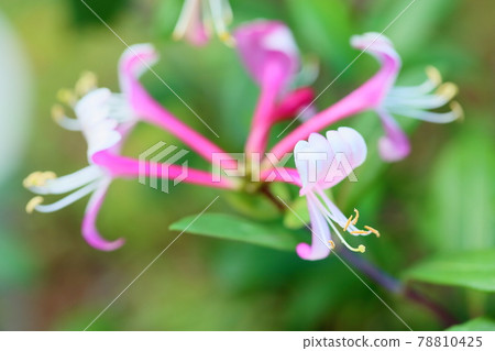 Safflower honeysuckle flower Safflower honeysuckle flower 78810425