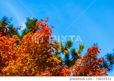 Autumn leaves taken in 2020 78810532