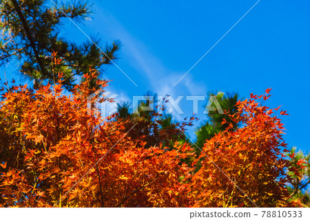 Autumn leaves taken in 2020 78810533