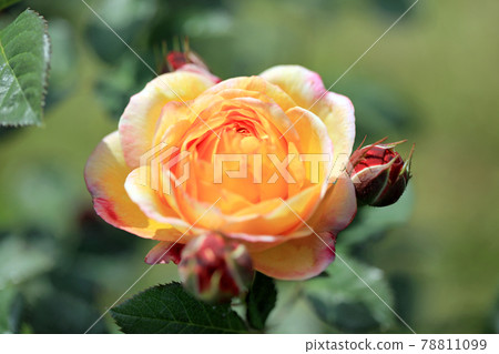 絢麗玫瑰花15 78811099