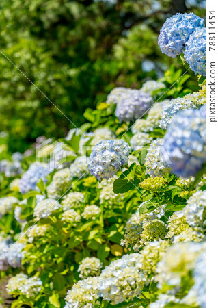 Hydrangea in full bloom (June) 78811454