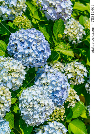 Hydrangea in full bloom (June) 78811465