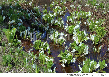 尾瀨原的水芭蕉 (2021/05/31) 78811873